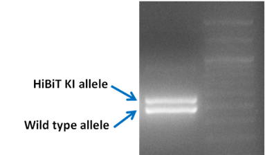 PCR Analysis